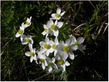 Planina Dol - Planina Rzenik